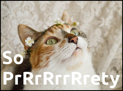 PrrrRRrrreetty-cat-meme