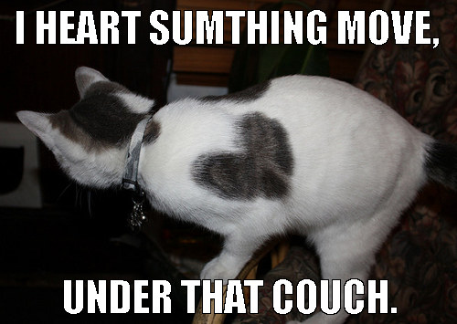 cat heart fur