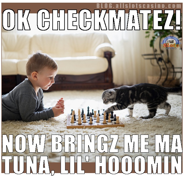 Play Online Casino Games all Summer Long & Make your Cats Happier