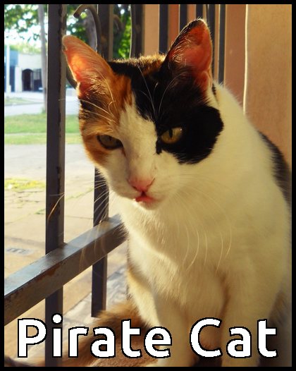 Meme of a pirate looking cat calicao cat